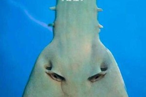 深海触手怪：神秘海洋生物的未解之谜