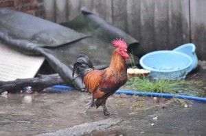 深山肥岳：乡村秘事录