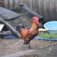 深山肥岳：乡村秘事录