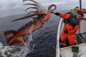 深海惊现巨型黑章鱼：神秘生物震撼全球