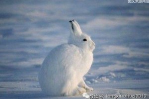深入探索热血江湖北极雪兔：游戏内隐藏任务与角色养成