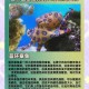 深海触手：揭秘海洋神秘生物的奇异世界