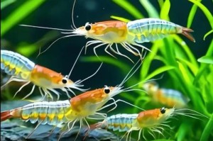 深海鱼群队列成因解析：Danny身份揭秘