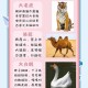 如何了解并记忆这千种动物的名字？有效方法助你轻松掌握