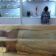 活体肉莲博物馆实拍图片大全