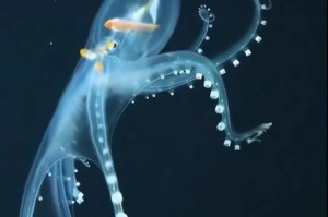 深海探秘：巨型章鱼的隐秘王国