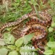 清明养生：遮毒过蛇的5大传统智慧