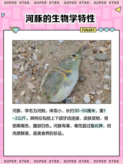 河豚刷在哪种海我的世界，海洋 河豚，海洋