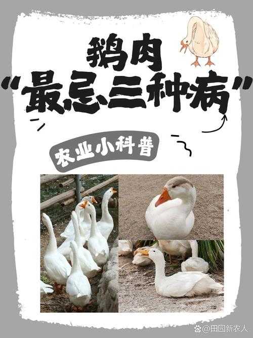 养鹅十余载首现热死水中奇观 警惕极端天气养殖风险