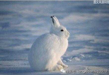深入探索热血江湖北极雪兔：游戏内隐藏任务与角色养成