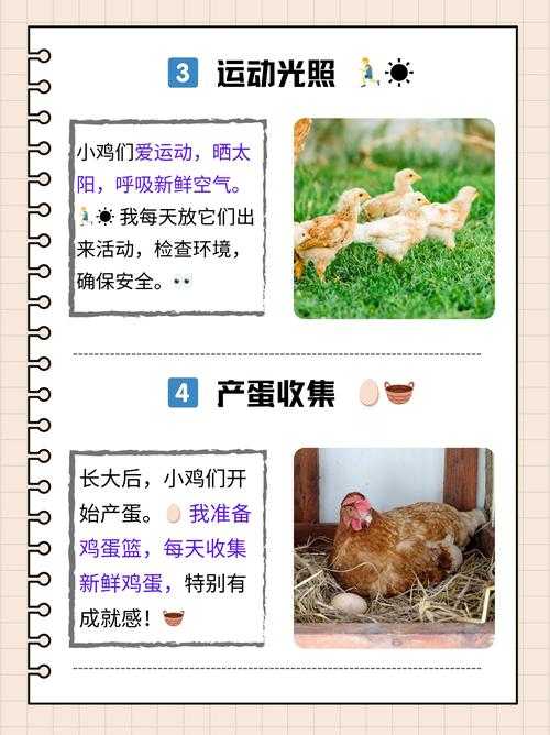 深入禽类养殖:高效管理技巧与实战经验