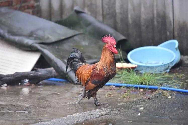 深山肥岳：乡村秘事录