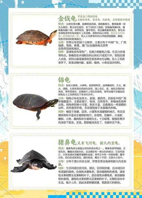 深度解析《热血江湖》宝物龟的属性助你在游戏中占据优势