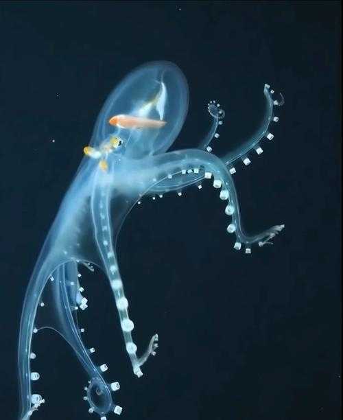 深海探秘:巨型章鱼的隐秘王国