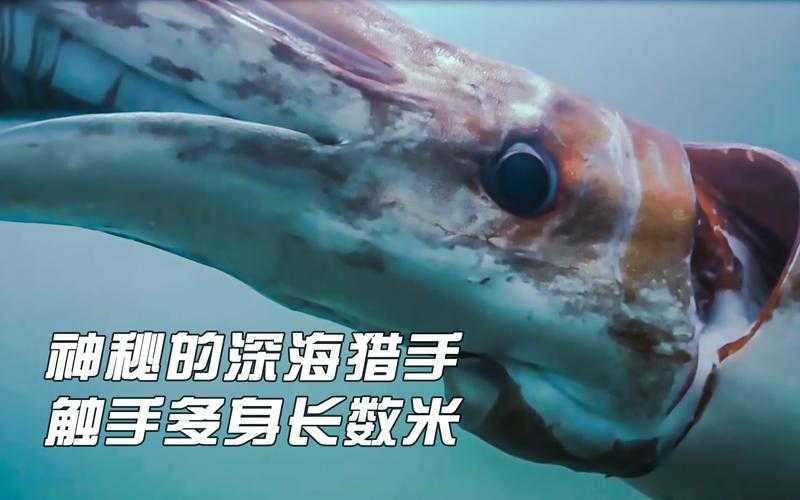 深海触手怪：揭秘神秘海洋生物的惊人习性