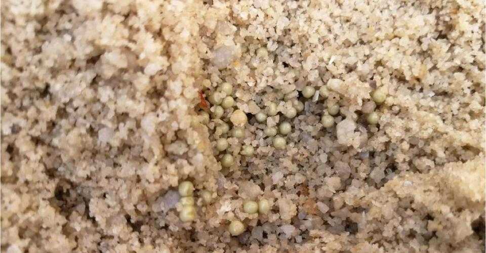 深海触手生物的神秘产卵过程揭秘