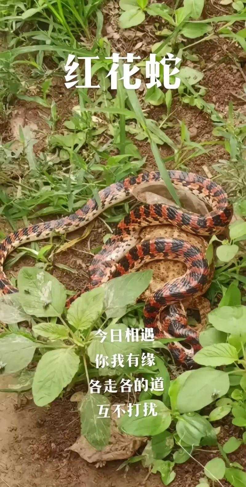清明养生:遮毒过蛇的5大传统智慧