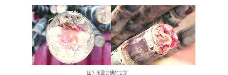 清明后的甘蔗安全食用指南